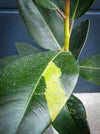 Leaf detail of Ficus Elastica Variegata, mature plant, organically grown tropical plants for sale at TOMs FLOWer CLUB.