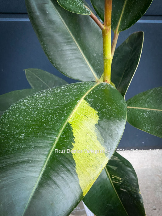 Leaf detail of Ficus Elastica Variegata, mature plant, organically grown tropical plants for sale at TOMs FLOWer CLUB.