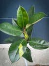 Ficus Elastica Variegata, mature plant, organically grown tropical plants for sale at TOMs FLOWer CLUB.
