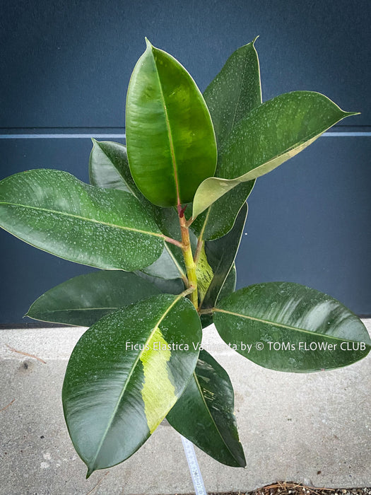 Ficus Elastica Variegata, mature plant, organically grown tropical plants for sale at TOMs FLOWer CLUB.