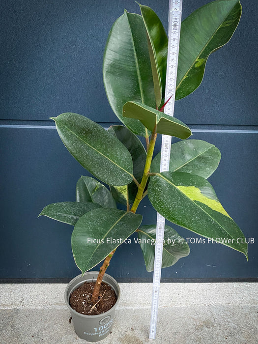 Ficus Elastica Variegata, mature plant, organically grown tropical plants for sale at TOMs FLOWer CLUB.