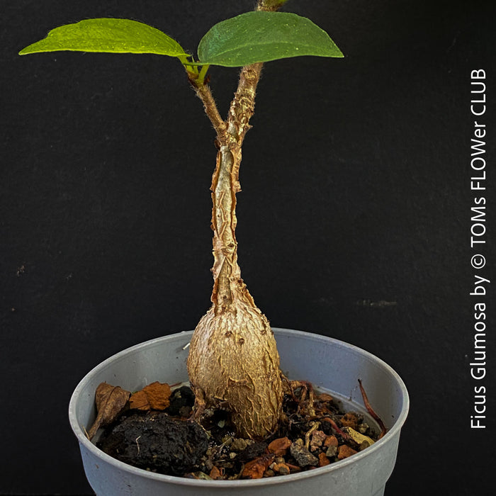 Ficus Glumosa from Kenya, young tropical tree grown from seed at TOMs FLOWer CLUB