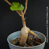 Caudex of Ficus Glumosa from Kenya, young tropical tree grown from seed at TOMs FLOWer CLUB