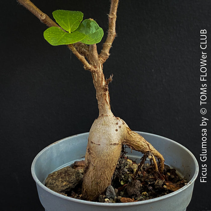 Caudex of Ficus Glumosa from Kenya, young tropical tree grown from seed at TOMs FLOWer CLUB