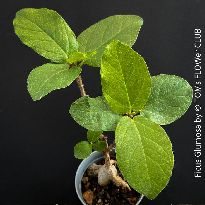 Ficus Glumosa from Kenya, young tropical tree grown from seed at TOMs FLOWer CLUB
