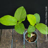 Leaf detail of Ficus Glumosa from Kenya, young tropical tree grown from seed at TOMs FLOWer CLUB