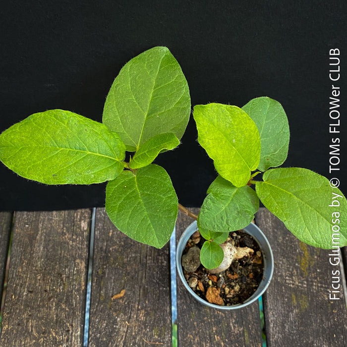 Leaf detail of Ficus Glumosa from Kenya, young tropical tree grown from seed at TOMs FLOWer CLUB