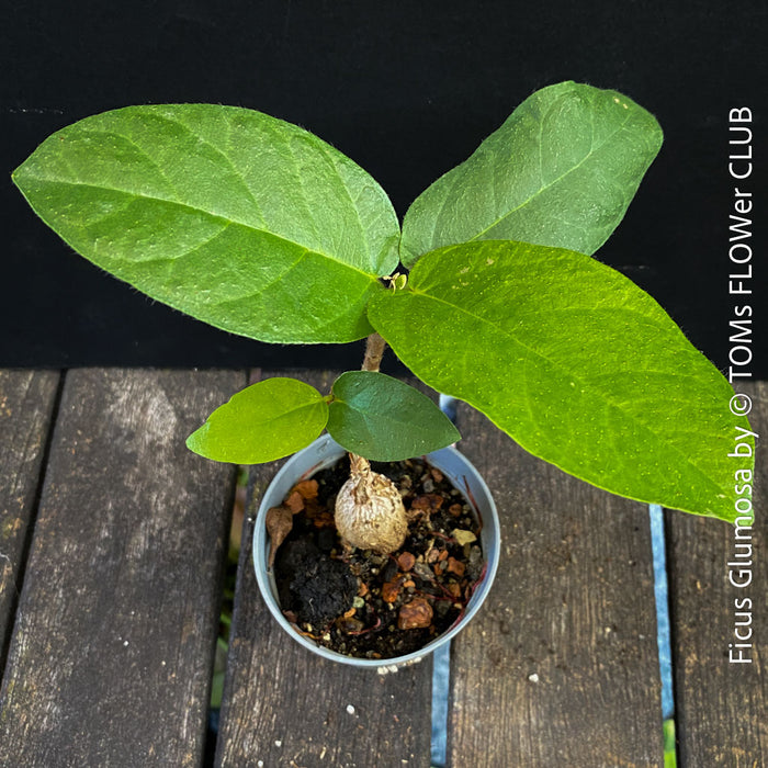 Green leaves of Ficus Glumosa from Kenya, young tropical tree grown from seed at TOMs FLOWer CLUB