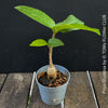 Ficus Glumosa from Kenya, young tropical tree grown from seed at TOMs FLOWer CLUB