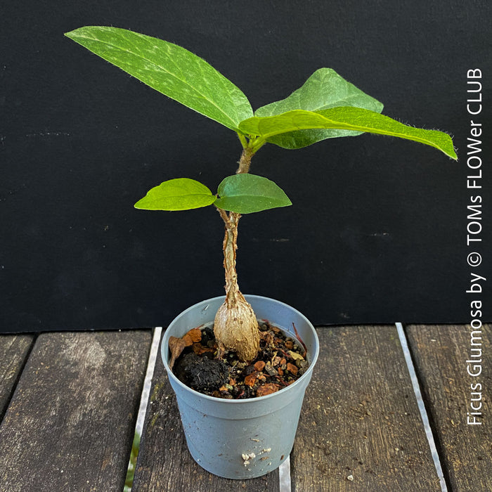 Ficus Glumosa from Kenya, young tropical tree grown from seed at TOMs FLOWer CLUB