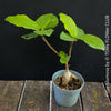 Bonsai Ficus Glumosa from Kenya, young tropical tree grown from seed at TOMs FLOWer CLUB