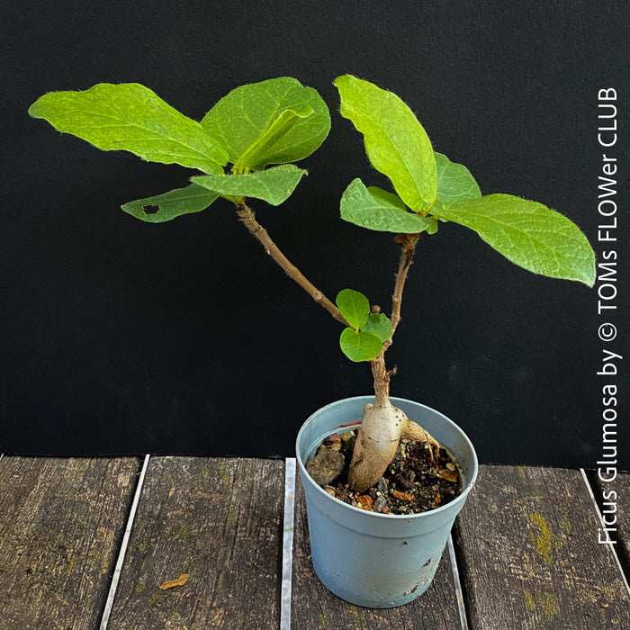 Bonsai Ficus Glumosa from Kenya, young tropical tree grown from seed at TOMs FLOWer CLUB