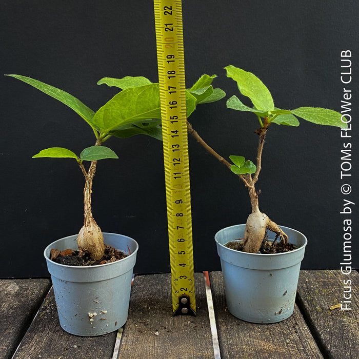 Ficus Glumosa from Kenya, young tropical tree grown from seed at TOMs FLOWer CLUB