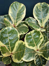 Ficus lyrata Albo Variegata with cream-white variegated fiddle-shaped leaves for sale at TOMs FLOWer CLUB