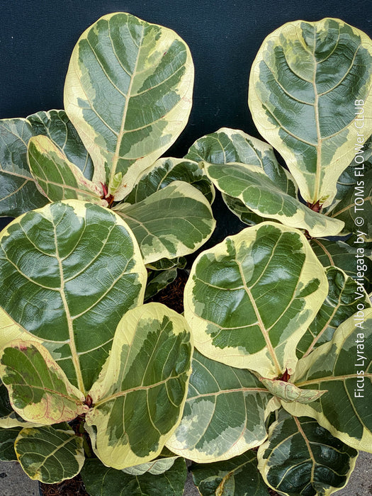 Ficus lyrata Albo Variegata with cream-white variegated fiddle-shaped leaves for sale at TOMs FLOWer CLUB