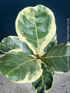 Ficus lyrata Albo Variegata with cream-white variegated fiddle-shaped leaves for sale at TOMs FLOWer CLUB