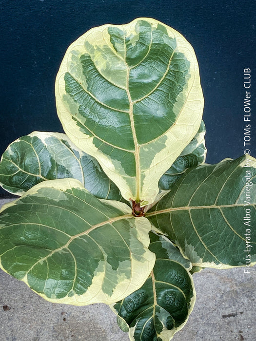 Ficus lyrata Albo Variegata with cream-white variegated fiddle-shaped leaves for sale at TOMs FLOWer CLUB