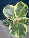 Ficus lyrata Albo Variegata with cream-white variegated fiddle-shaped leaves for sale at TOMs FLOWer CLUB