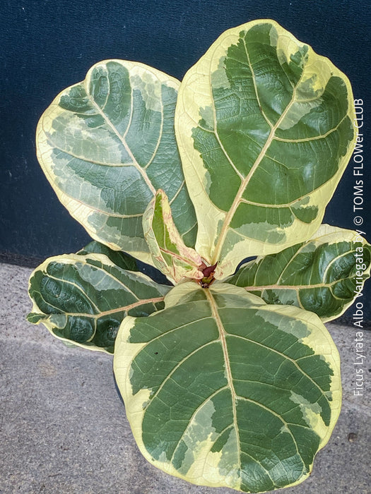 Ficus lyrata Albo Variegata with cream-white variegated fiddle-shaped leaves for sale at TOMs FLOWer CLUB