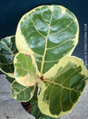 Ficus lyrata Albo Variegata with cream-white variegated fiddle-shaped leaves for sale at TOMs FLOWer CLUB