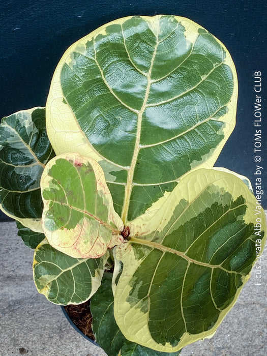 Ficus lyrata Albo Variegata with cream-white variegated fiddle-shaped leaves for sale at TOMs FLOWer CLUB
