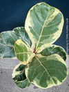 Ficus lyrata Albo Variegata with cream-white variegated fiddle-shaped leaves for sale at TOMs FLOWer CLUB