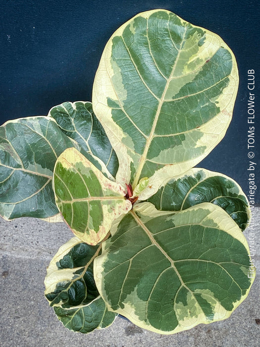 Ficus lyrata Albo Variegata with cream-white variegated fiddle-shaped leaves for sale at TOMs FLOWer CLUB
