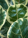 Ficus lyrata Albo Variegata with cream-white variegated fiddle-shaped leaves for sale at TOMs FLOWer CLUB