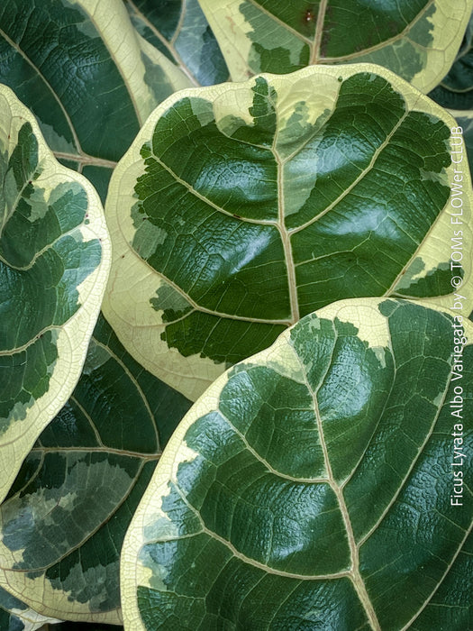 Ficus lyrata Albo Variegata with cream-white variegated fiddle-shaped leaves for sale at TOMs FLOWer CLUB