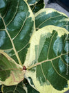 Ficus lyrata Albo Variegata with cream-white variegated fiddle-shaped leaves for sale at TOMs FLOWer CLUB