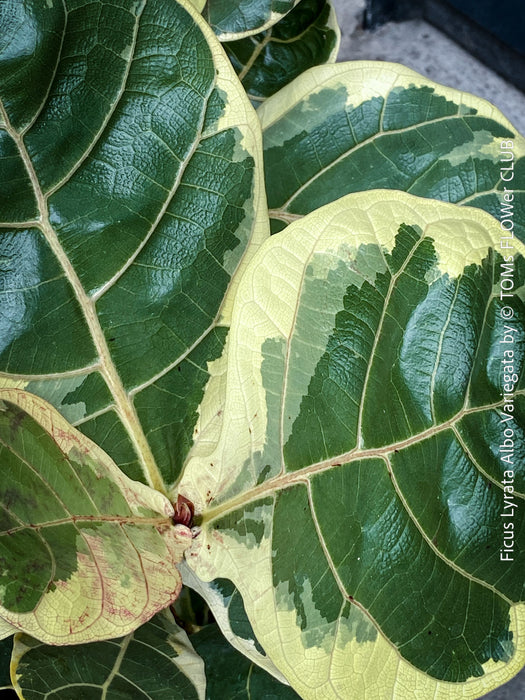 Ficus lyrata Albo Variegata with cream-white variegated fiddle-shaped leaves for sale at TOMs FLOWer CLUB