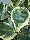 Ficus lyrata Albo Variegata with cream-white variegated fiddle-shaped leaves for sale at TOMs FLOWer CLUB