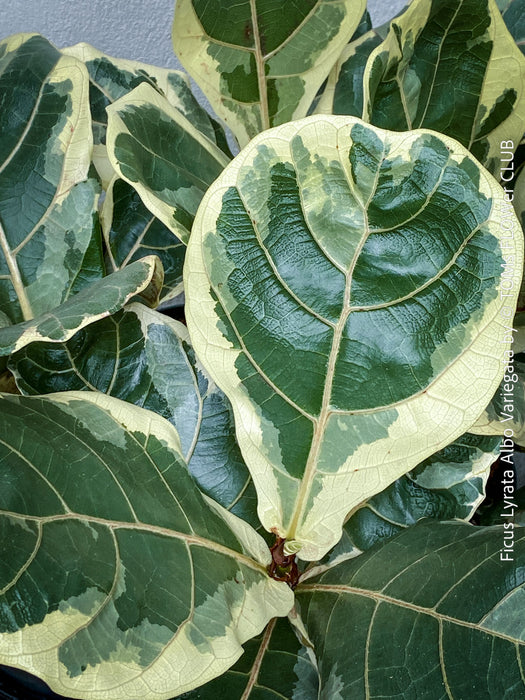 Ficus lyrata Albo Variegata with cream-white variegated fiddle-shaped leaves for sale at TOMs FLOWer CLUB