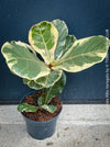Ficus lyrata Albo Variegata with cream-white variegated fiddle-shaped leaves for sale at TOMs FLOWer CLUB