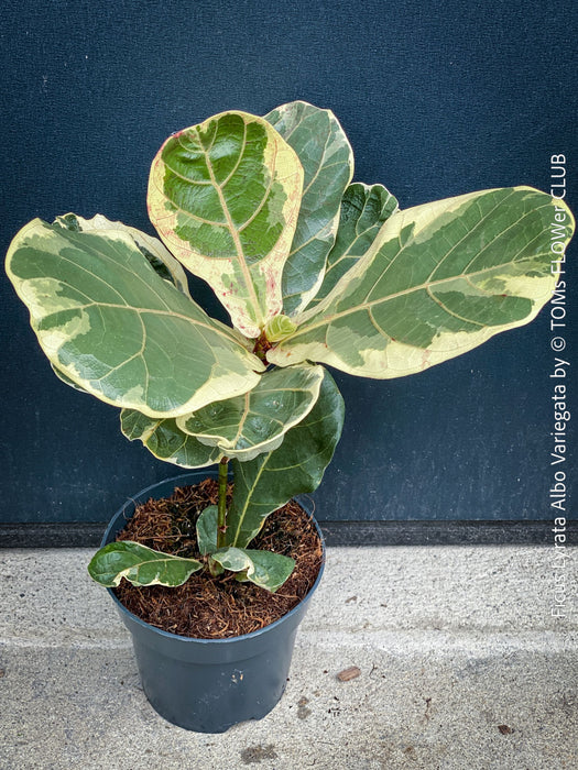 Ficus lyrata Albo Variegata with cream-white variegated fiddle-shaped leaves for sale at TOMs FLOWer CLUB