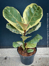 Ficus lyrata Albo Variegata with cream-white variegated fiddle-shaped leaves for sale at TOMs FLOWer CLUB