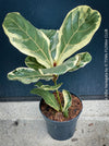 Ficus lyrata Albo Variegata with cream-white variegated fiddle-shaped leaves for sale at TOMs FLOWer CLUB