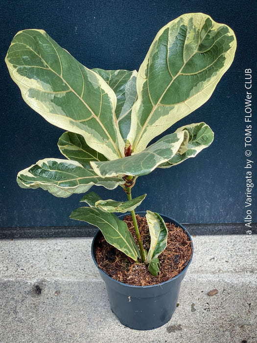 Ficus lyrata Albo Variegata with cream-white variegated fiddle-shaped leaves for sale at TOMs FLOWer CLUB