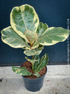Ficus lyrata Albo Variegata with cream-white variegated fiddle-shaped leaves for sale at TOMs FLOWer CLUB
