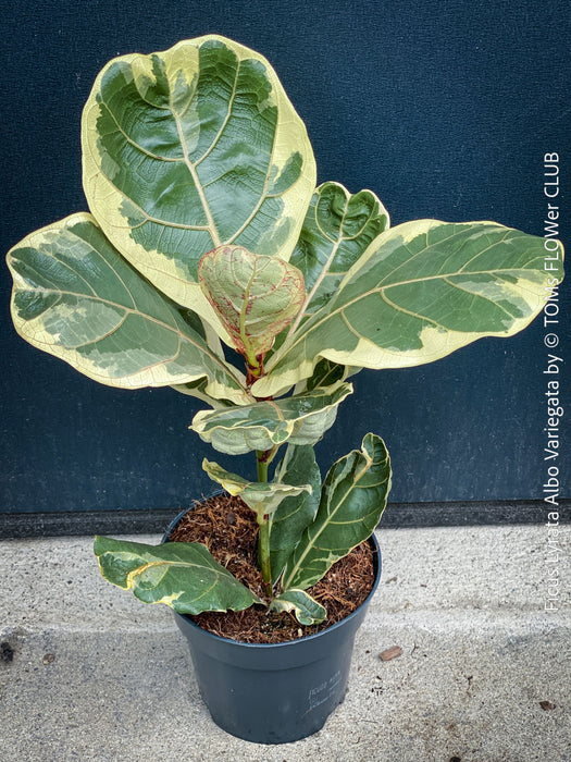 Ficus lyrata Albo Variegata with cream-white variegated fiddle-shaped leaves for sale at TOMs FLOWer CLUB
