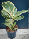 Ficus lyrata Albo Variegata with cream-white variegated fiddle-shaped leaves for sale at TOMs FLOWer CLUB