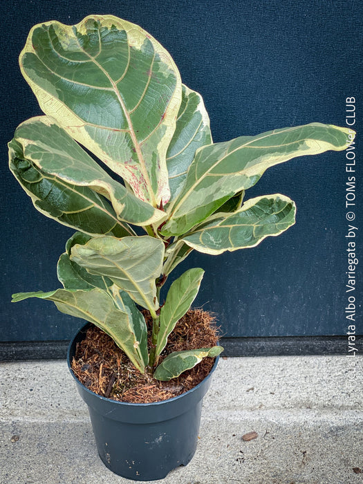 Ficus lyrata Albo Variegata with cream-white variegated fiddle-shaped leaves for sale at TOMs FLOWer CLUB