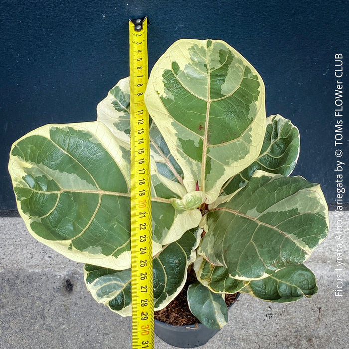Ficus lyrata Albo Variegata with cream-white variegated fiddle-shaped leaves for sale at TOMs FLOWer CLUB