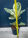 Ficus lyrata Albo Variegata with cream-white variegated fiddle-shaped leaves for sale at TOMs FLOWer CLUB