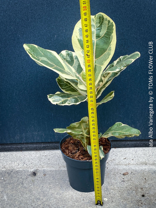 Ficus lyrata Albo Variegata with cream-white variegated fiddle-shaped leaves for sale at TOMs FLOWer CLUB