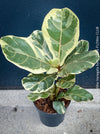 Ficus lyrata Albo Variegata with cream-white variegated fiddle-shaped leaves for sale at TOMs FLOWer CLUB