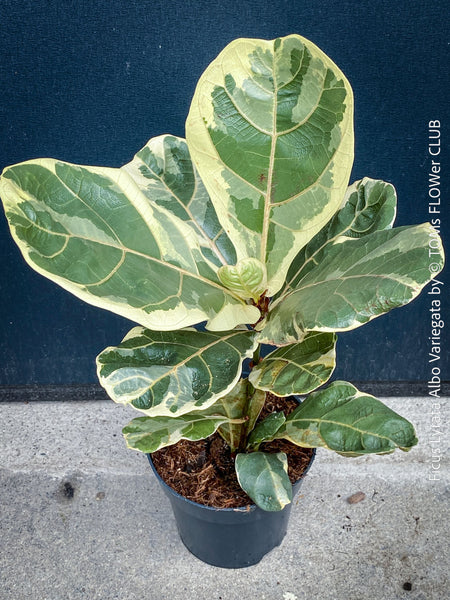 Ficus lyrata Albo Variegata with cream-white variegated fiddle-shaped leaves for sale at TOMs FLOWer CLUB