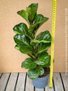 Ficus Lyrata Compacta - Bambino, Geigenfeige, organically grown tropical plants for sale at TOMs FLOWer CLUB.