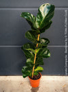 Ficus Lyrata Compacta Bambino, Geigenfeige, organically grown tropical plants for sale at TOMs FLOWer CLUB.