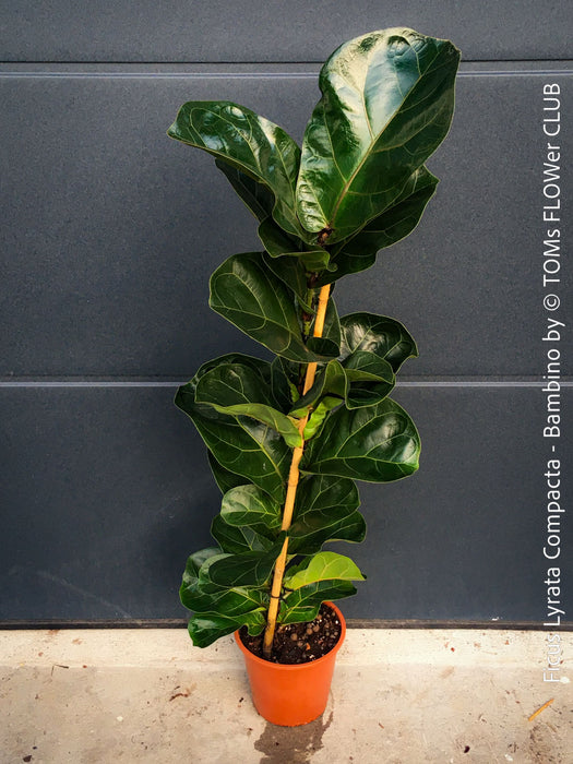 Ficus Lyrata Compacta Bambino, Geigenfeige, organically grown tropical plants for sale at TOMs FLOWer CLUB.